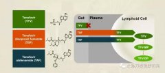 替诺福韦艾拉酚胺(TAF)III期研究结果揭示：96周无耐药，病毒抑制强