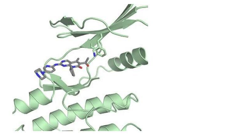 Science：揭示乳腺癌药物帕博西尼的新型作用机制